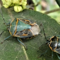 Antestiopsis sp. (genus) (Shield bug) at Eden, NSW - 10 Nov 2019 by HarveyPerkins