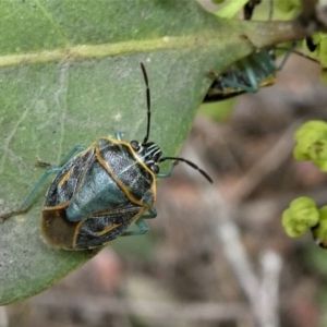 Antestiopsis sp. (genus) at Eden, NSW - 10 Nov 2019