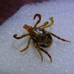 Ixodes holocyclus at Eden, NSW - 10 Nov 2019 07:49 PM