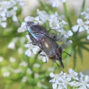 Stomorhina sp. (genus) at Paddys River, ACT - 14 Nov 2019 05:11 PM