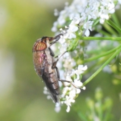 Stomorhina sp. (genus) at Paddys River, ACT - 14 Nov 2019 05:11 PM