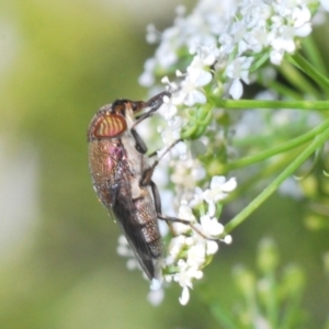 Stomorhina sp. (genus) at Paddys River, ACT - 14 Nov 2019