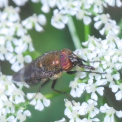 Stomorhina sp. (genus) at Paddys River, ACT - 14 Nov 2019 05:11 PM