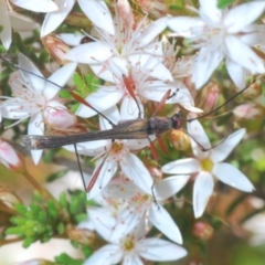 Enchoptera apicalis (Longhorn beetle) at Tidbinbilla Nature Reserve - 14 Nov 2019 by Harrisi