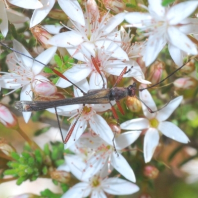 Enchoptera apicalis (Longhorn beetle) at Tidbinbilla Nature Reserve - 14 Nov 2019 by Harrisi