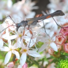 Enchoptera apicalis at Paddys River, ACT - 14 Nov 2019 03:45 PM