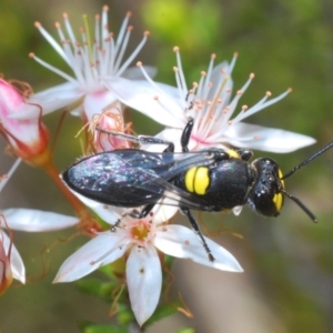 Hylaeus (Euprosopis) honestus at Paddys River, ACT - 14 Nov 2019