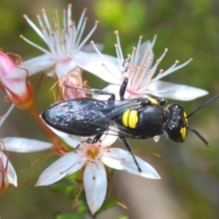 Hylaeus (Euprosopis) honestus (A hylaeine colletid bee) at Tidbinbilla Nature Reserve - 14 Nov 2019 by Harrisi