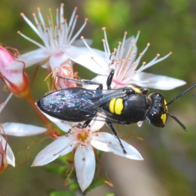 Hylaeus (Euprosopis) honestus (A hylaeine colletid bee) at Tidbinbilla Nature Reserve - 14 Nov 2019 by Harrisi