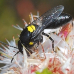 Hylaeus (Euprosopis) honestus at Paddys River, ACT - 14 Nov 2019