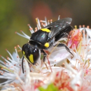 Hylaeus (Euprosopis) honestus at Paddys River, ACT - 14 Nov 2019