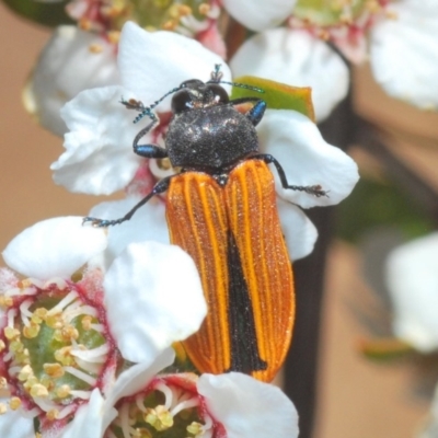 Castiarina erythroptera (Lycid Mimic Jewel Beetle) at Coree, ACT - 13 Nov 2019 by Harrisi