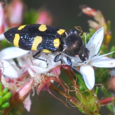 Castiarina australasiae (A jewel beetle) at Tidbinbilla Nature Reserve - 14 Nov 2019 by Harrisi