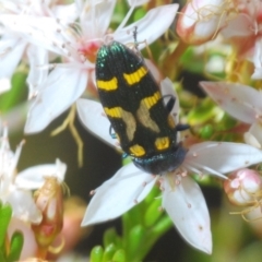 Castiarina flavopicta (Flavopicta jewel beetle) at Tidbinbilla Nature Reserve - 14 Nov 2019 by Harrisi