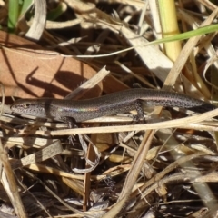 Lampropholis delicata (Delicate Skink) at Griffith Woodland - 13 Nov 2019 by roymcd