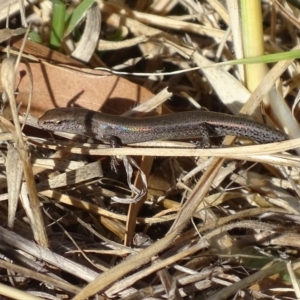 Lampropholis delicata at Griffith, ACT - 14 Nov 2019 08:36 AM