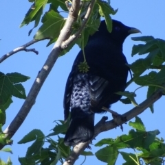 Ptilonorhynchus violaceus (Satin Bowerbird) at Griffith Woodland - 13 Nov 2019 by roymcd