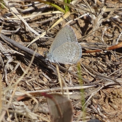 Zizina otis (Common Grass-Blue) at Griffith Woodland - 13 Nov 2019 by roymcd