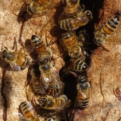 Apis mellifera (European honey bee) at Griffith Woodland - 13 Nov 2019 by roymcd