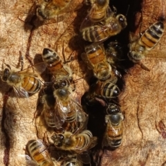 Apis mellifera (European honey bee) at Griffith, ACT - 13 Nov 2019 by roymcd