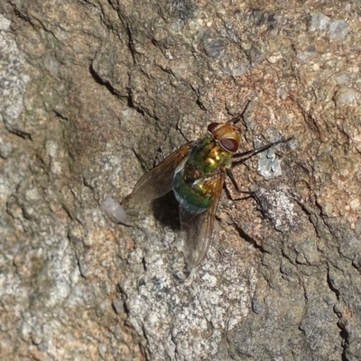 Rutilia (Chrysorutilia) sp. (genus & subgenus) (A Bristle Fly) at Griffith Woodland - 13 Nov 2019 by roymcd