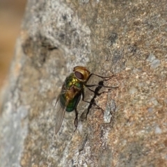 Rutilia (Chrysorutilia) sp. (genus & subgenus) at Griffith, ACT - 14 Nov 2019