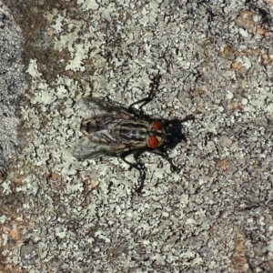 Sarcophagidae (family) at Griffith, ACT - 14 Nov 2019 09:01 AM