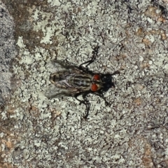 Sarcophagidae sp. (family) (Unidentified flesh fly) at Griffith Woodland - 13 Nov 2019 by roymcd