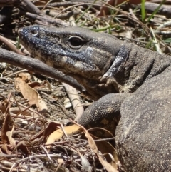 Varanus rosenbergi (Heath or Rosenberg's Monitor) at Booth, ACT - 14 Nov 2019 by roymcd