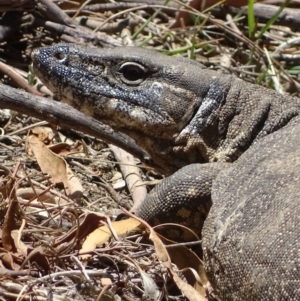 Varanus rosenbergi at Booth, ACT - 14 Nov 2019