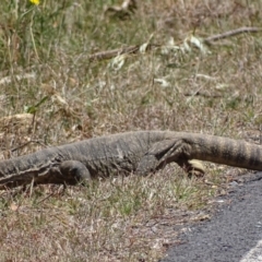 Varanus rosenbergi at Booth, ACT - 14 Nov 2019