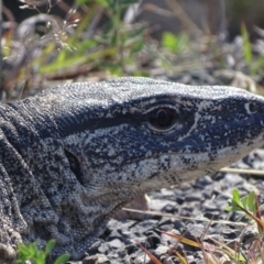 Varanus rosenbergi (Heath or Rosenberg's Monitor) at Rendezvous Creek, ACT - 14 Nov 2019 by roymcd