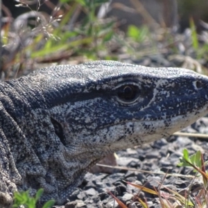 Varanus rosenbergi at Rendezvous Creek, ACT - suppressed