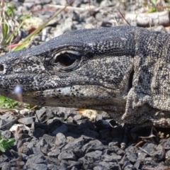 Varanus rosenbergi at Rendezvous Creek, ACT - suppressed