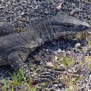 Varanus rosenbergi at Rendezvous Creek, ACT - suppressed