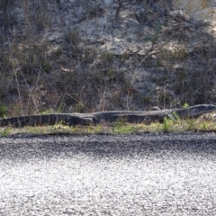 Varanus rosenbergi at Rendezvous Creek, ACT - suppressed