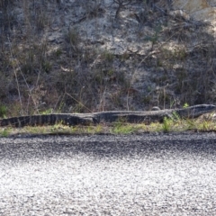 Varanus rosenbergi at Rendezvous Creek, ACT - 14 Nov 2019