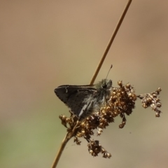 Pasma tasmanica (Two-spotted Grass-skipper) at Rendezvous Creek, ACT - 14 Nov 2019 by roymcd