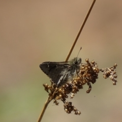 Pasma tasmanicus (Two-spotted Grass-skipper) at Rendezvous Creek, ACT - 13 Nov 2019 by roymcd