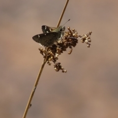 Pasma tasmanica at Rendezvous Creek, ACT - 14 Nov 2019