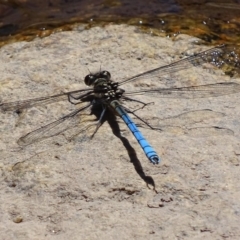 Diphlebia lestoides (Whitewater Rockmaster) at Rendezvous Creek, ACT - 14 Nov 2019 by roymcd