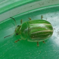 Peltoschema sp. (genus) (Leaf beetle) at Lake Curalo - 9 Nov 2019 by HarveyPerkins