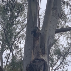 Callocephalon fimbriatum (Gang-gang Cockatoo) at Australian National University - 14 Nov 2019 by Benledieu