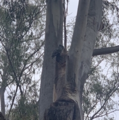 Callocephalon fimbriatum (Gang-gang Cockatoo) at Acton, ACT - 15 Nov 2019 by Benledieu