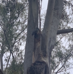 Callocephalon fimbriatum at Acton, ACT - 15 Nov 2019