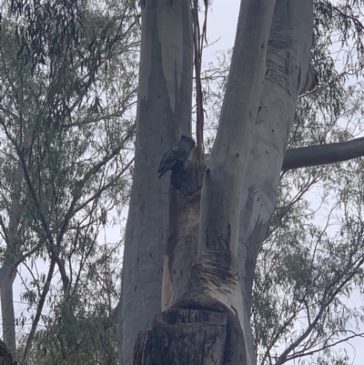 Callocephalon fimbriatum (Gang-gang Cockatoo) at Australian National University - 14 Nov 2019 by Benledieu