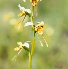 Diuris sulphurea (Tiger Orchid) at Tuggeranong Hill - 19 Oct 2000 by michaelb