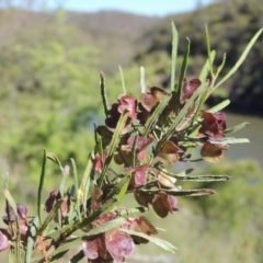 Dodonaea viscosa (Hop Bush) at Gigerline Nature Reserve - 11 Nov 2019 by michaelb