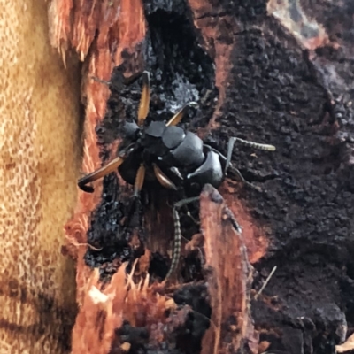 Polyrhachis femorata (A spiny ant) at Wandiyali-Environa Conservation Area - 14 Nov 2019 by Wandiyali
