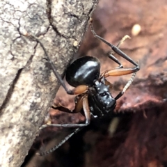 Polyrhachis femorata at Jerrabomberra, NSW - 15 Nov 2019 07:18 AM